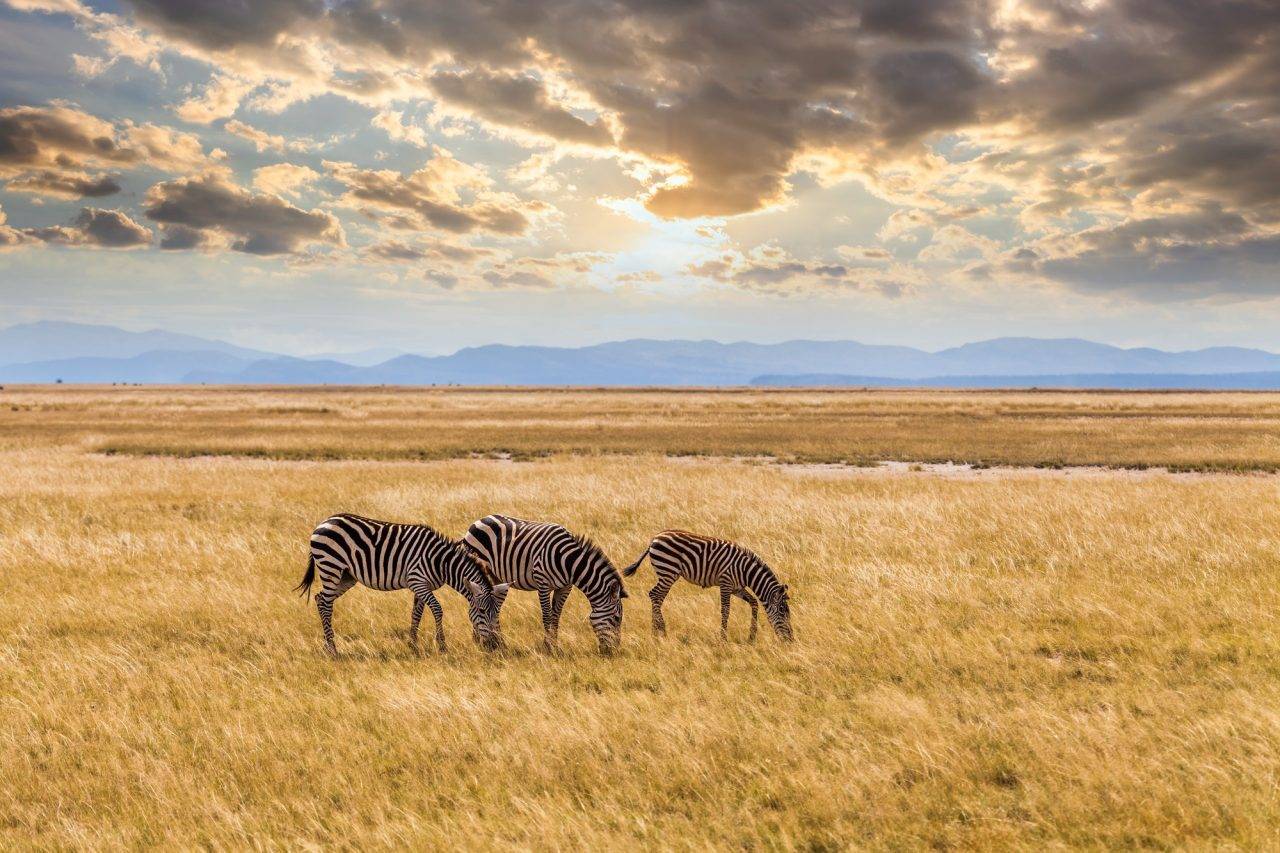 Home Wild Zebras On The African Savannah At Sunset Kenya