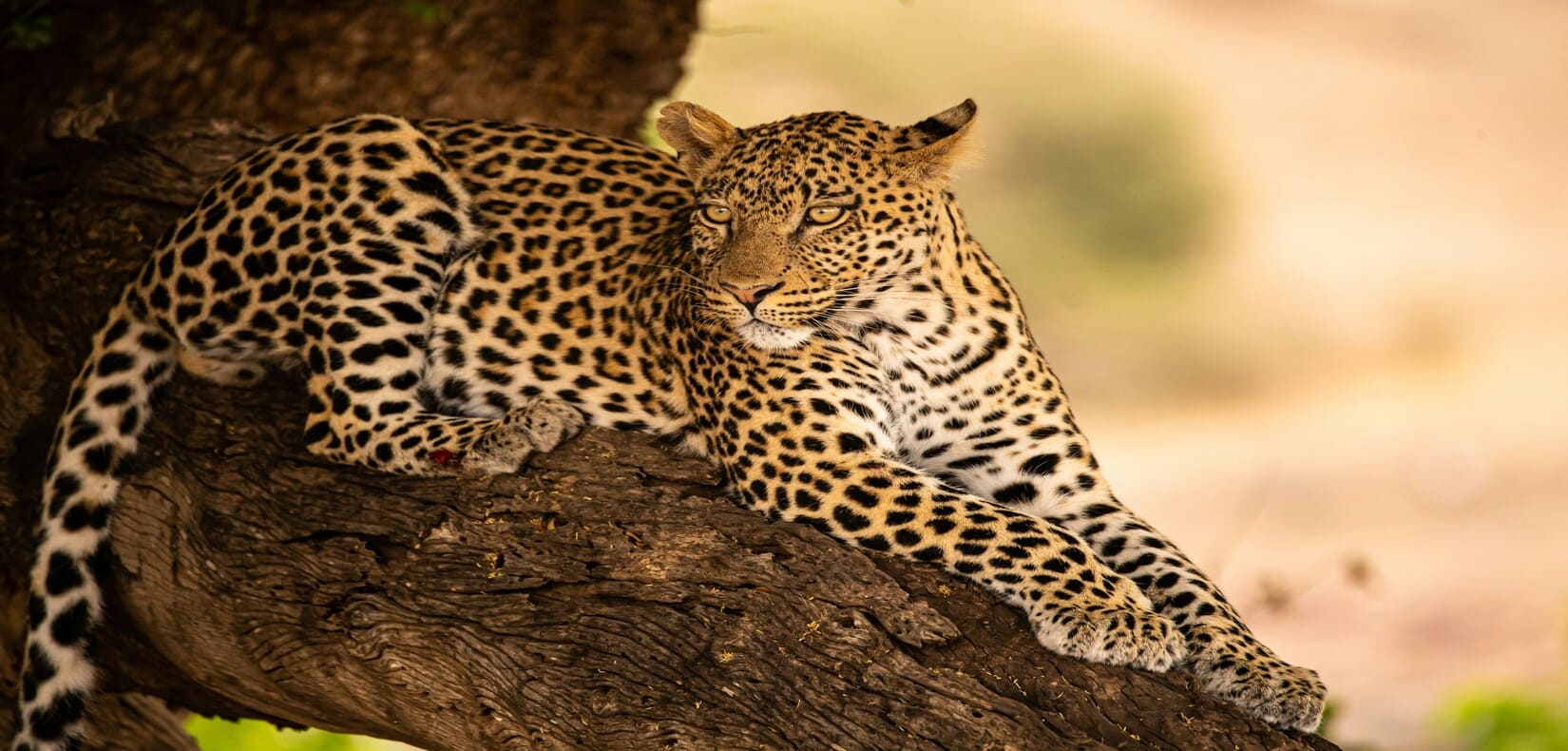 explore botswana ( 07 day itinerary / tour plan )